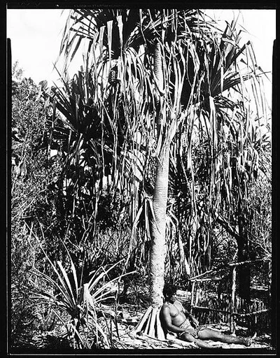 [South Seas: Man Lying Under Palm Tree Next to Wooden Pen]