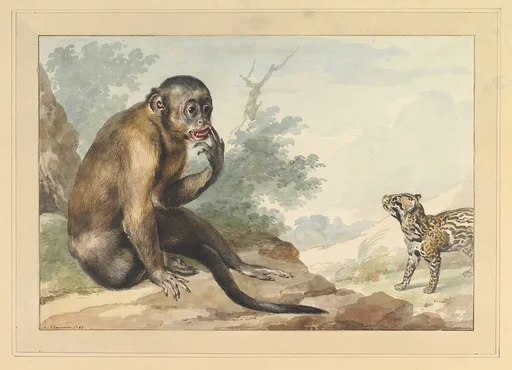 A Monkey Sitting on a Rock Looking at a Civet
