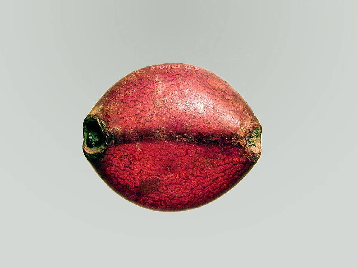 Fibula — Unknown
