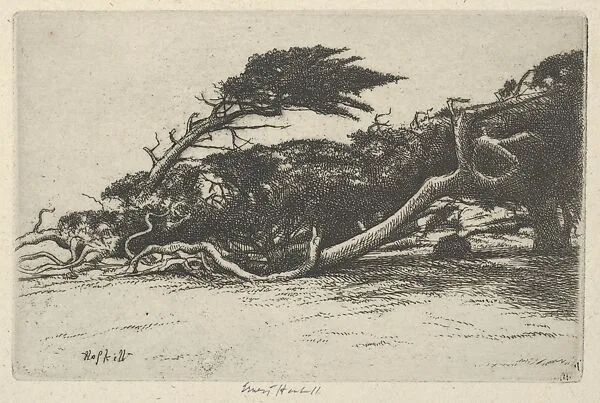 Wind Bent Cypress — Ernest Haskell