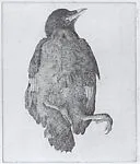 Dead young crow II — Charles Donker