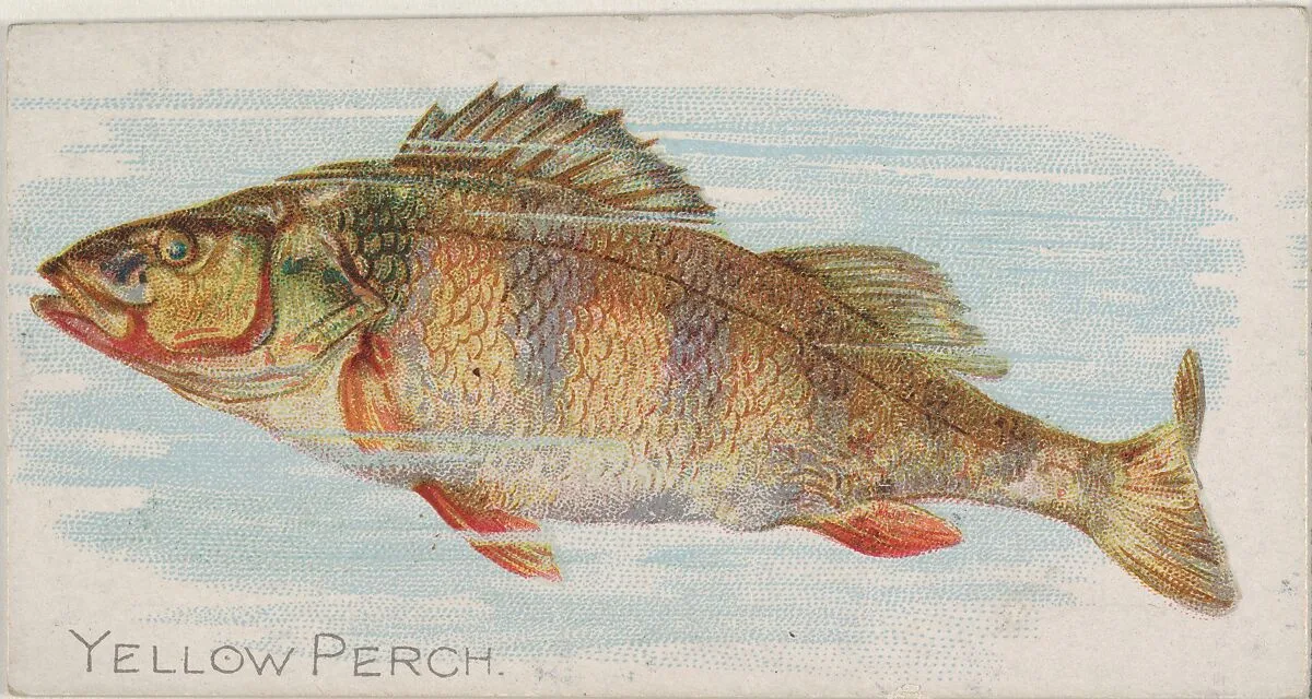 Yellow Perch, from the Fish from American Waters series (N8) for Allen & Ginter Cigarettes Brands — Allen & Ginter|Lindner, Eddy & Claus