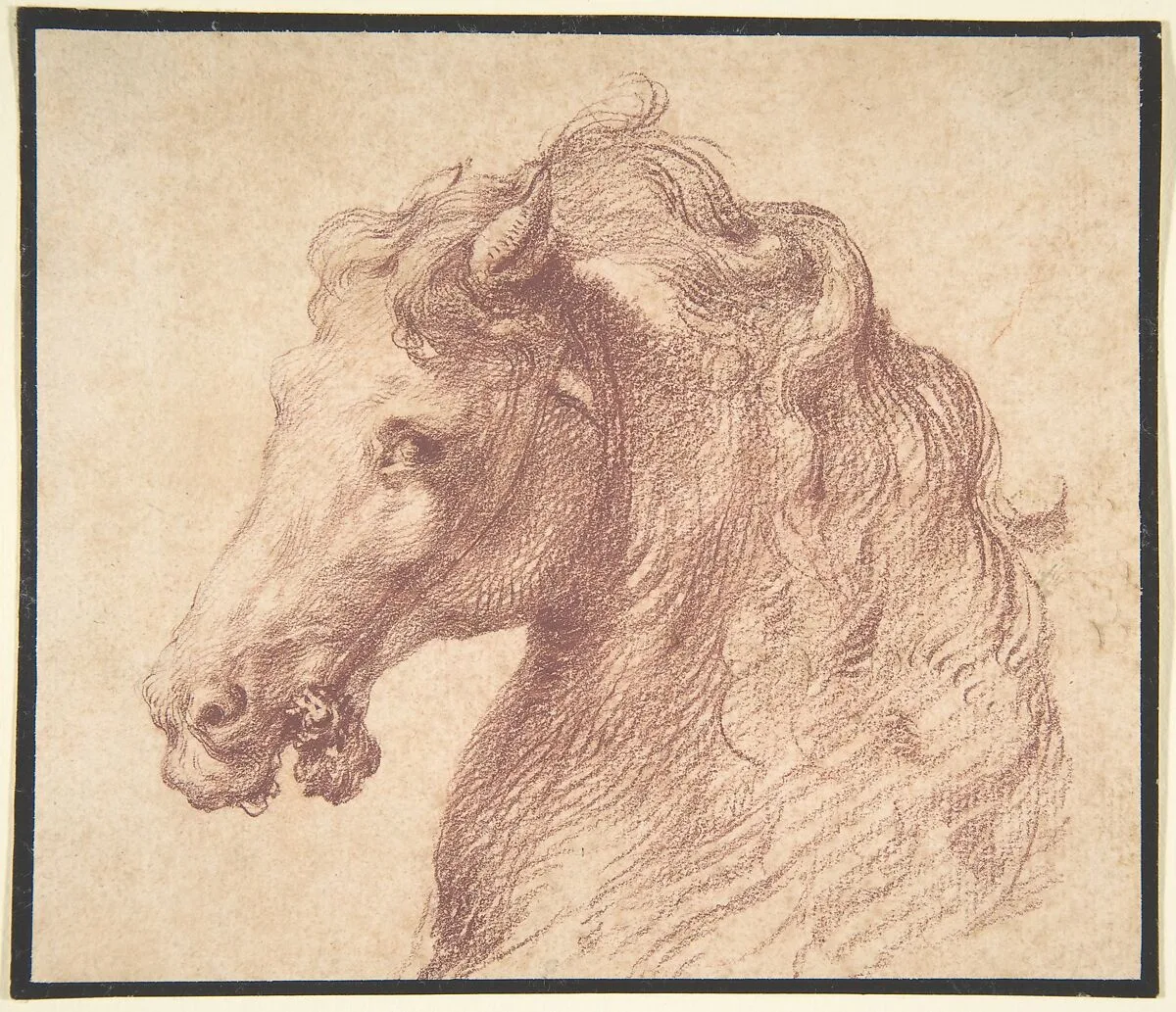 Head of a Horse — Anonymous, Italian, mid-16th century