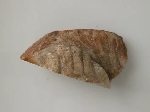 Foot Fragment