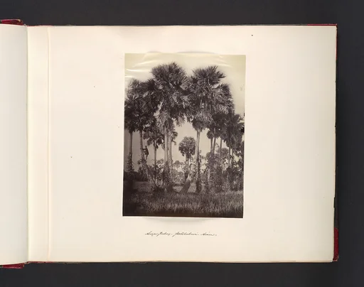 Sugar-Palms Petchaburi Siam