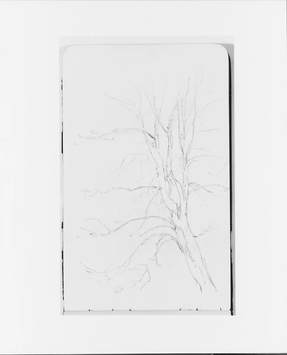 Tree (from Sketchbook) — Albert Bierstadt