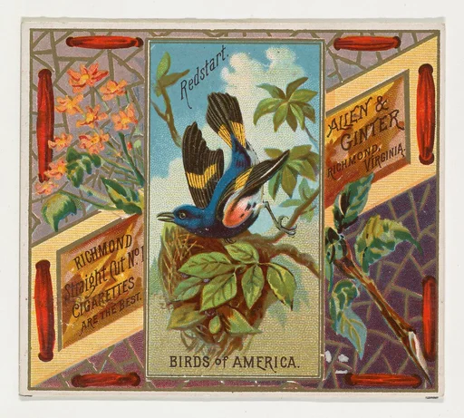 Redstart, from the Birds of America series (N37) for Allen & Ginter Cigarettes