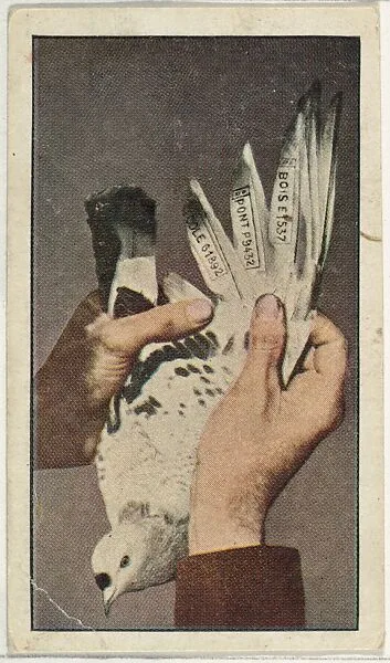 World War I Scenes series (T121) issued by Sweet Caporal Cigarettes — Underwood & Underwood|American Tobacco Company