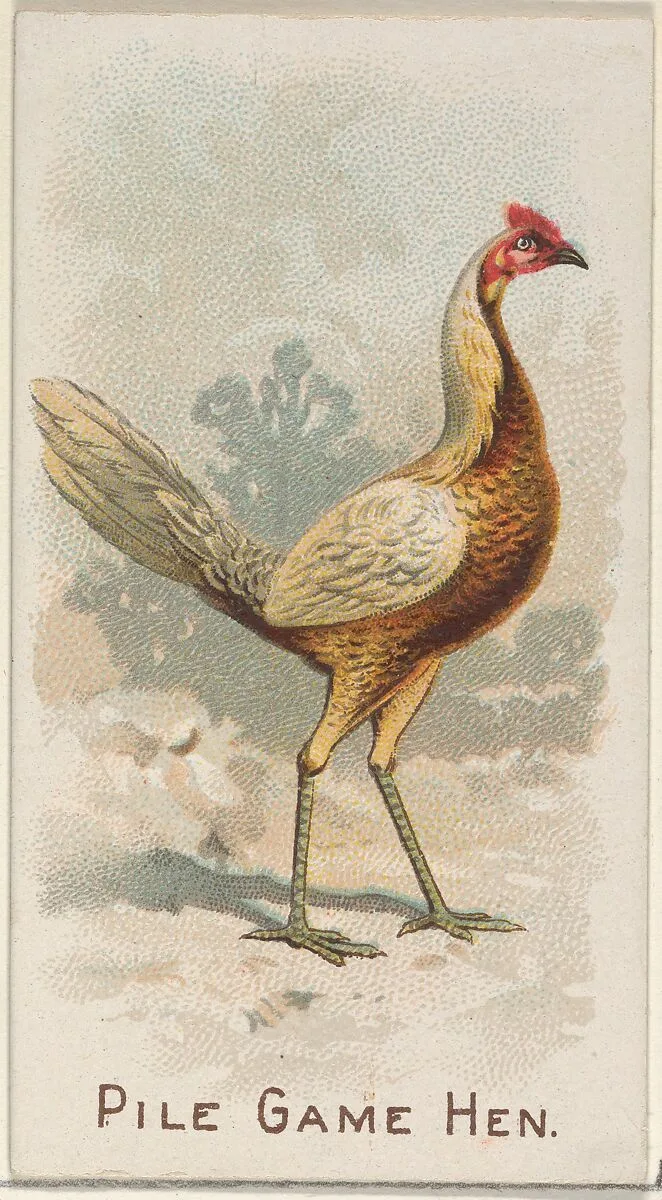 Pile Game Hen, from the Prize and Game Chickens series (N20) for Allen & Ginter Cigarettes — Allen & Ginter|The Gast Lithograph & Engraving Company