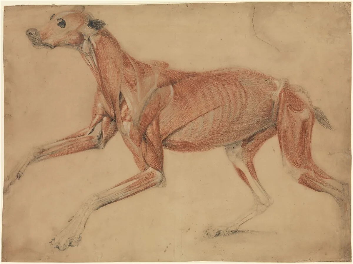 A Full Size Écorché Study of a Hound — Charles Landseer