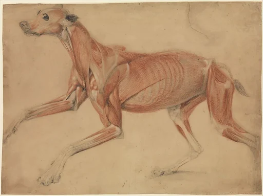 A Full Size Écorché Study of a Hound