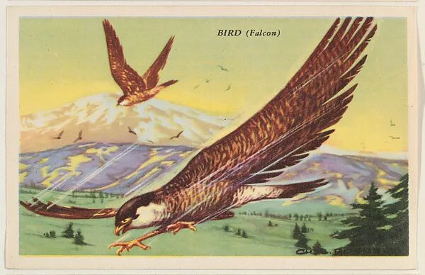 Bird (Falcon), bakery card from the Speed Pictures series (D39-8), issued by Bell Bakeries, Inc. — Bell Bakeries, Inc.