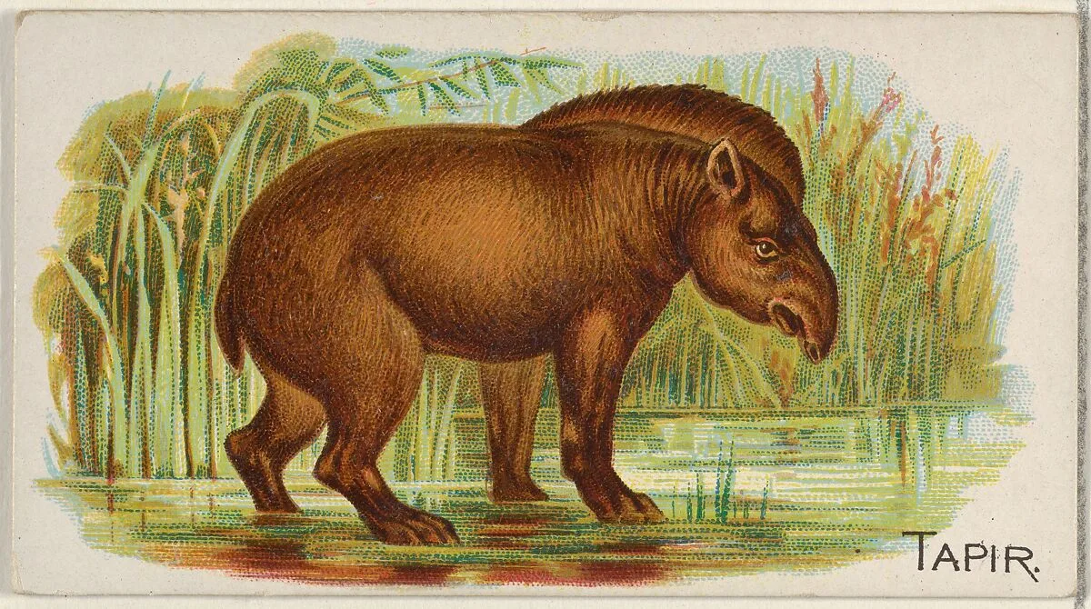 Tapir, from the Quadrupeds series (N21) for Allen & Ginter Cigarettes — Allen & Ginter|Lindner, Eddy & Claus