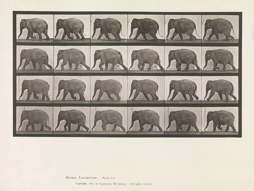 Animal Locomotion. An Electro-Photographic Investigation of Consecutive Phases of Animal Movements. Commenced 1872 - Completed 1885. Volume XI, Wild Animals and Birds