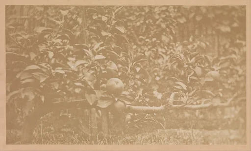 [Apple Tree Branch]