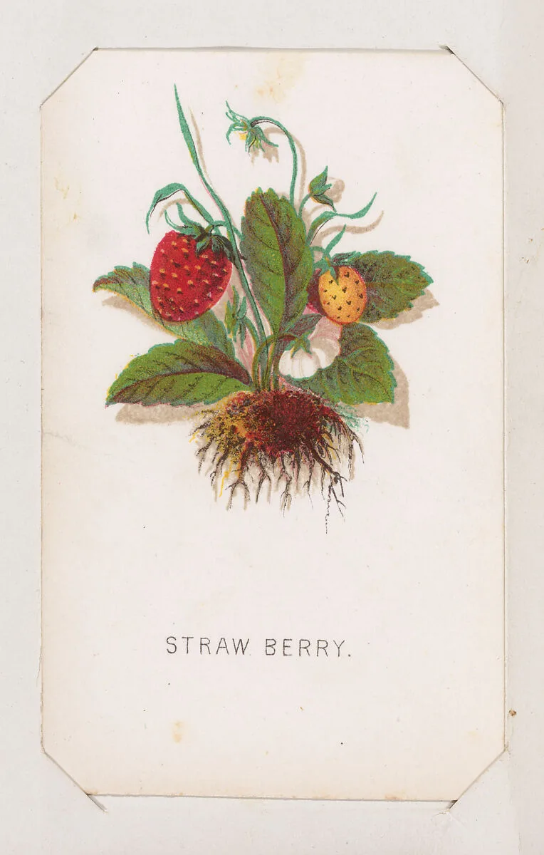 Straw Berry card from the Plant with Root series — Louis Prang & Co.