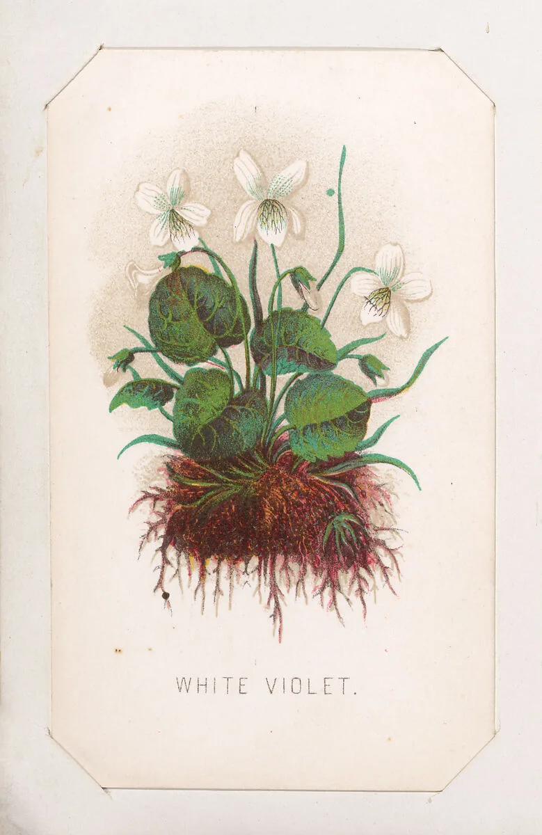 White Violet card from the Plant with Root series — Louis Prang & Co.