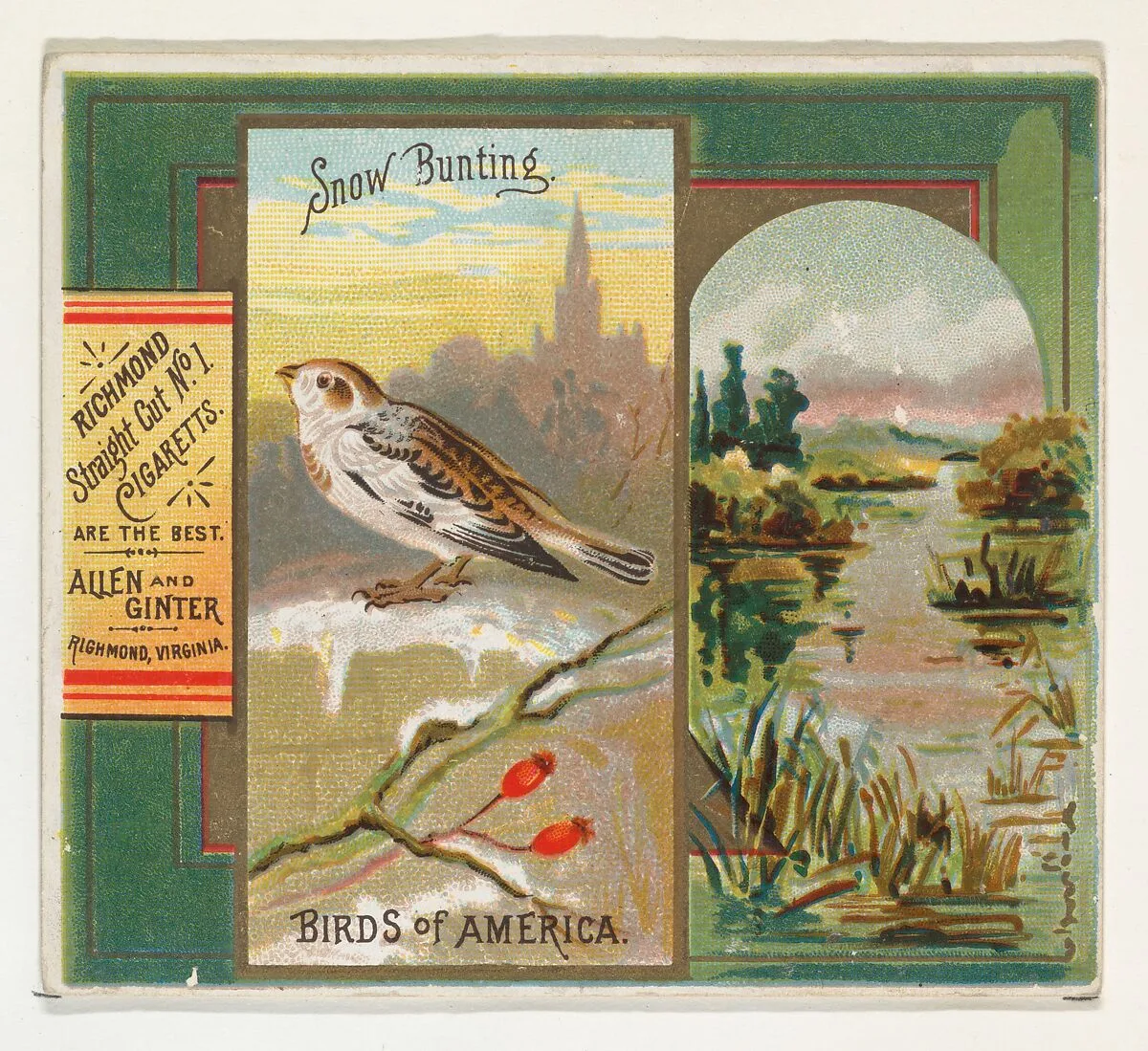 Snow Bunting, from the Birds of America series (N37) for Allen & Ginter Cigarettes — Allen & Ginter