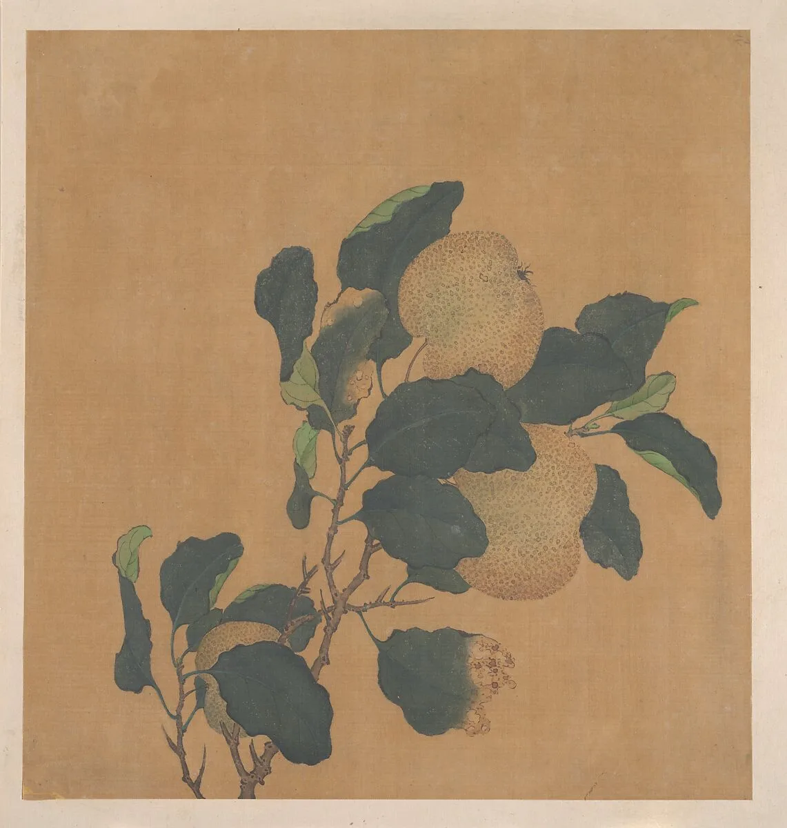 清 佚名 秋梨圖 冊頁|Branch of Tree with Fruit — Unidentified artist