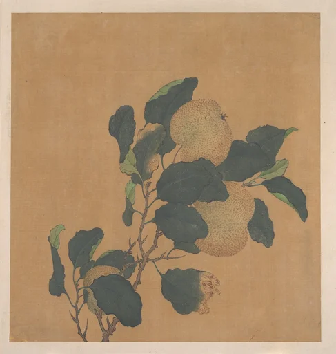清 佚名 秋梨圖 冊頁|Branch of Tree with Fruit