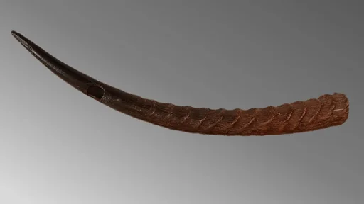 Horn