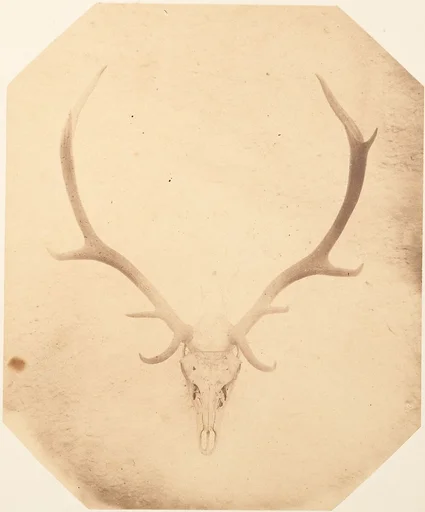 [Stag Trophy Head, Killed by Ned Ross]