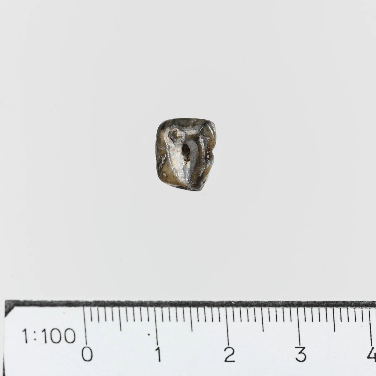 Seal — Unknown