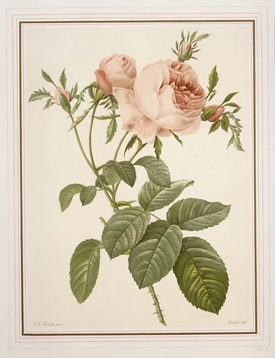 Copy of plate III of one of P. J. Redouté's Books on Roses