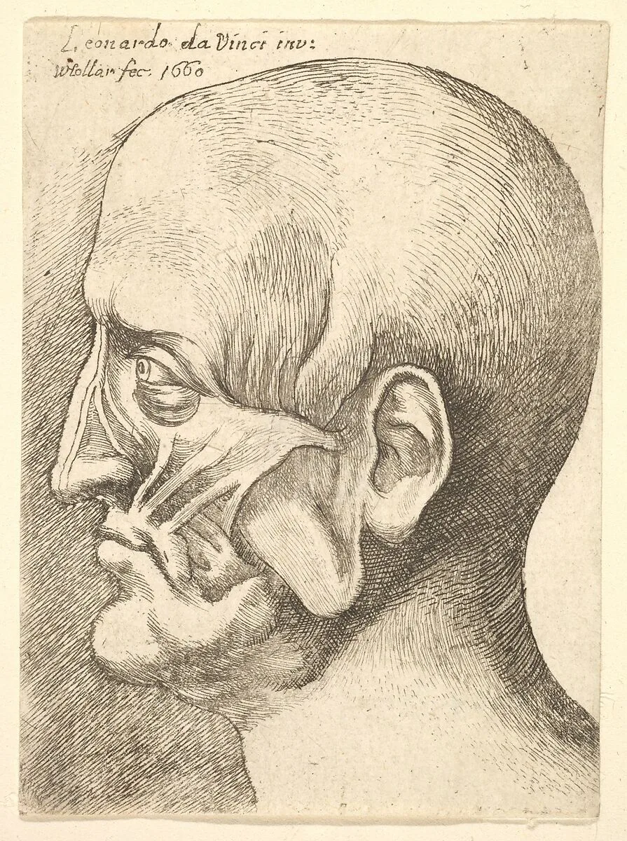 Ecorche head of a man in profile to left — Leonardo da Vinci|Wenceslaus Hollar