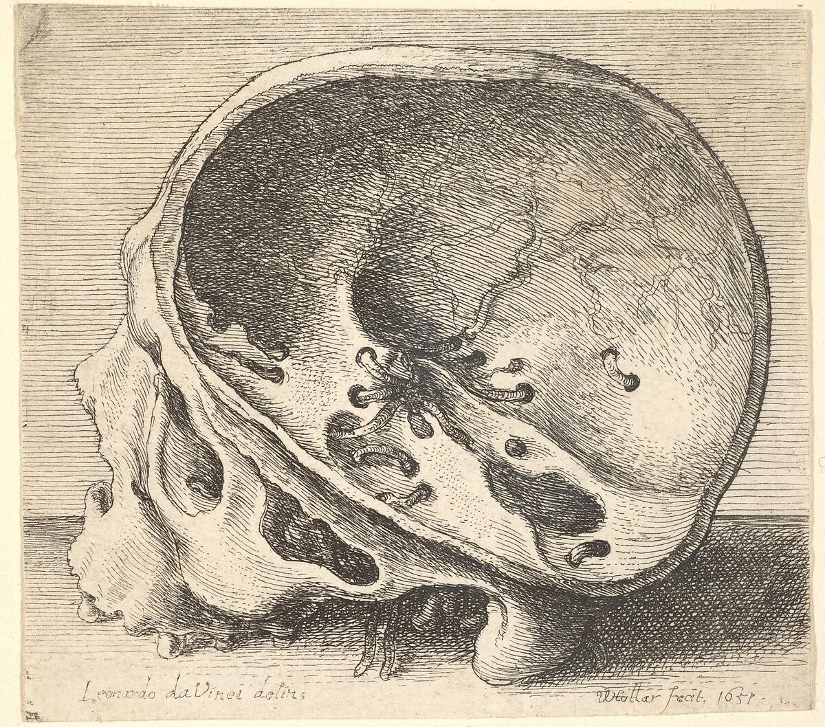 Sectioned skull in profile to left with the left side of the cranium removed — Leonardo da Vinci|Wenceslaus Hollar