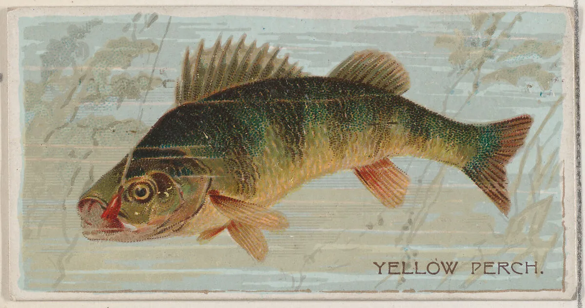 Yellow Perch, from the series Fishers and Fish (N74) for Duke brand cigarettes — W. Duke, Sons & Co.|Knapp & Company