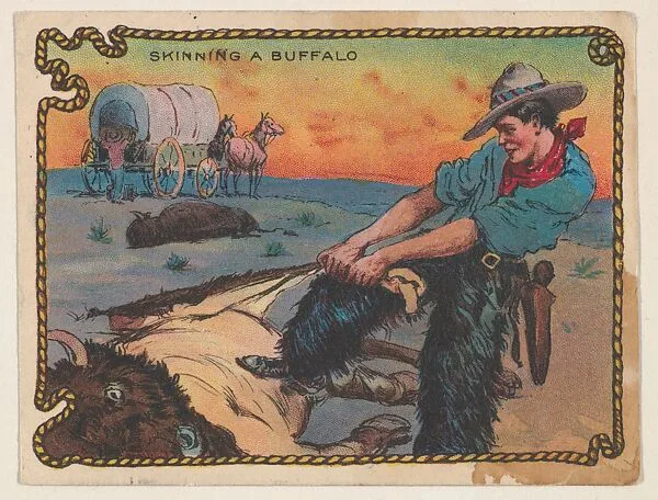 Skinning a Buffalo, insert card from The Cowboy, His Life and Fun series (D25), issued by the Weber Baking Company — Weber Baking Company