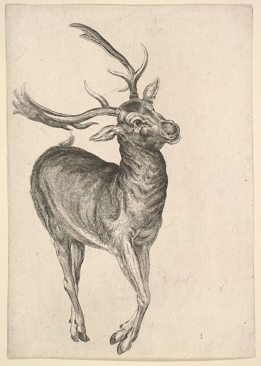Stag — Wenceslaus Hollar