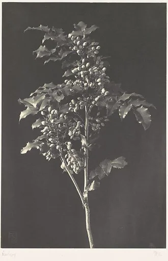 A Stalk of Berbery