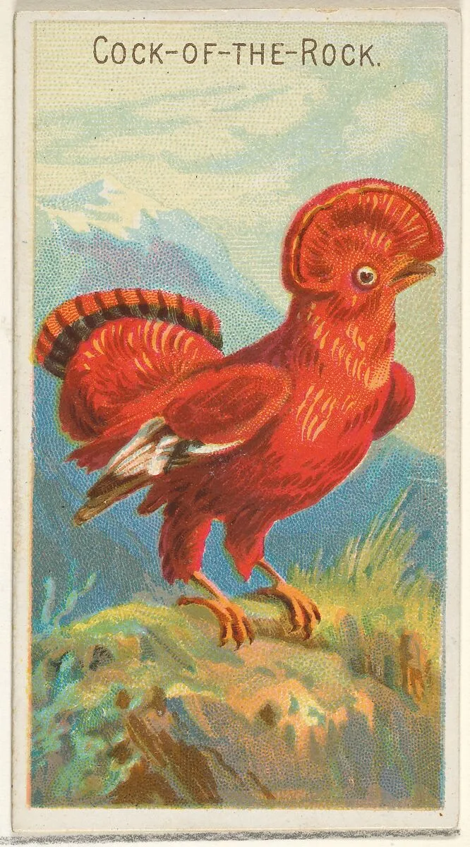 Cock-of-the-Rock, from the Birds of the Tropics series (N5) for Allen & Ginter Cigarettes Brands — Allen & Ginter|George S. Harris & Sons
