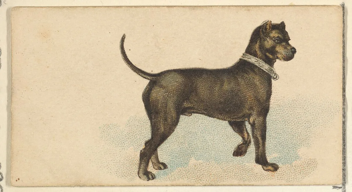 German Mastiff, from the Dogs of the World series for Old Judge Cigarettes — Goodwin & Company