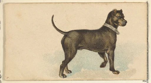 German Mastiff, from the Dogs of the World series for Old Judge Cigarettes