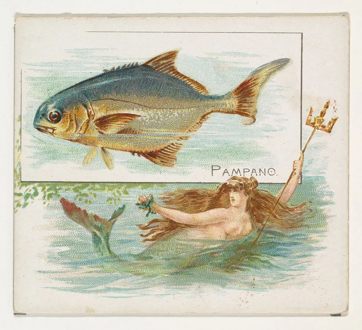 Pampano, from Fish from American Waters series (N39) for Allen & Ginter Cigarettes — Allen & Ginter|Lindner, Eddy & Claus