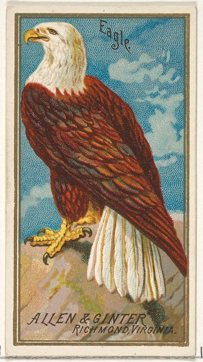 Eagle, from the Birds of America series (N4) for Allen & Ginter Cigarettes Brands — Allen & Ginter