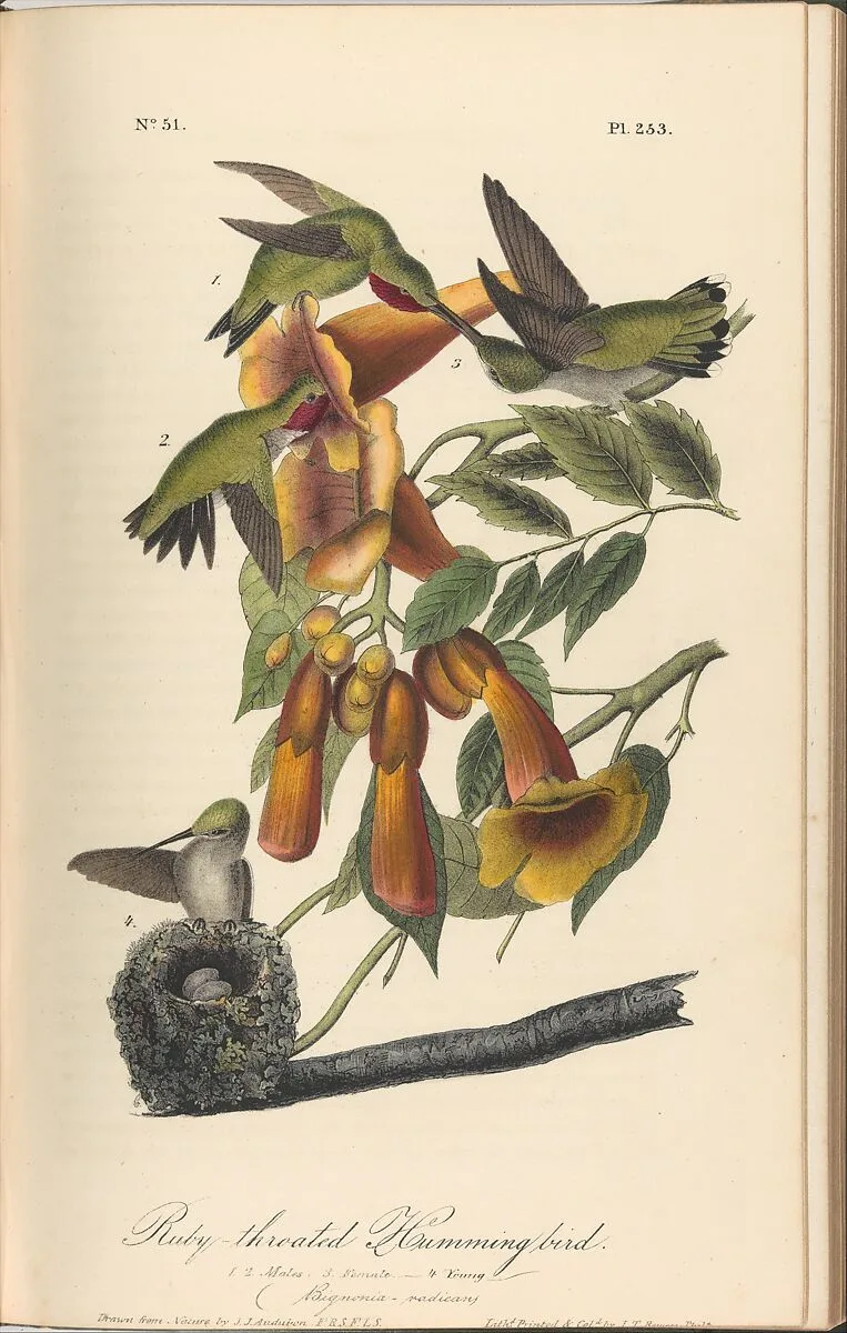 The Birds of America from Drawings Made in the United States — John James Audubon|J. B. Chevalier|John T. Bowen|John James Audubon