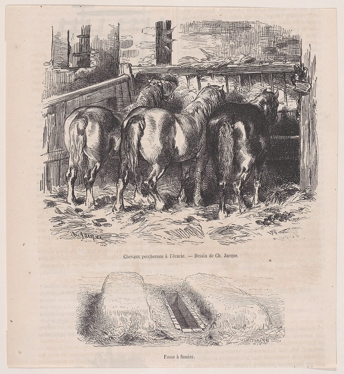 Percheron Horses in a Stable and A Manure Pit, from "Le Magasin Pittoresque" — Charles Jacque
