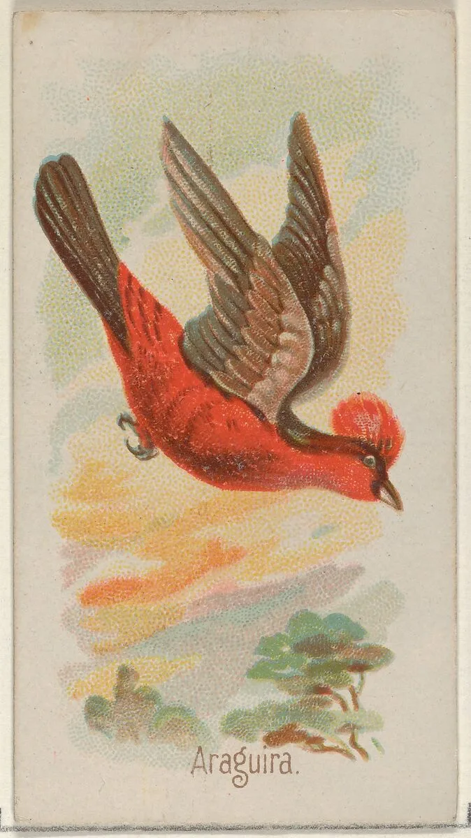 Araguira, from the Song Birds of the World series (N23) for Allen & Ginter Cigarettes — Allen & Ginter|George S. Harris & Sons