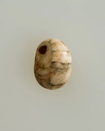 Shell pendant or bead
