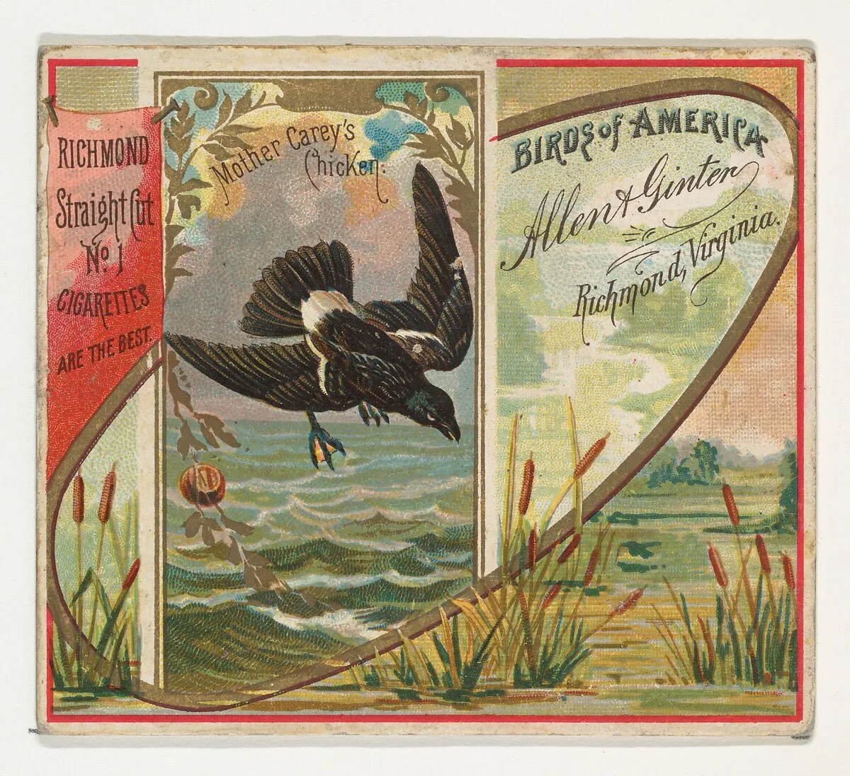 Mother Carey's Chicken, from the Birds of America series (N37) for Allen & Ginter Cigarettes — Allen & Ginter