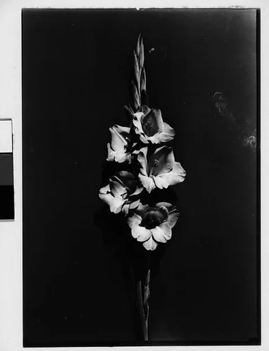 [Gladiola in Front of Backdrop, Darien, Connecticut]