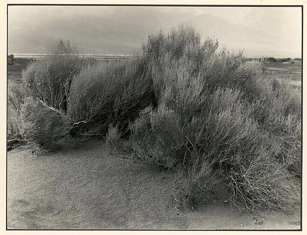 Bad Waters, Death Valley — Johan Hagemeyer