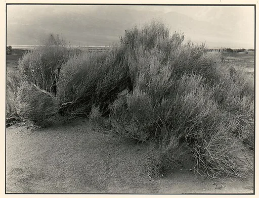 Bad Waters, Death Valley