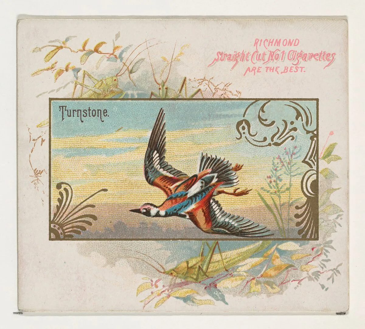 Turnstone, from the Game Birds series (N40) for Allen & Ginter Cigarettes — Allen & Ginter