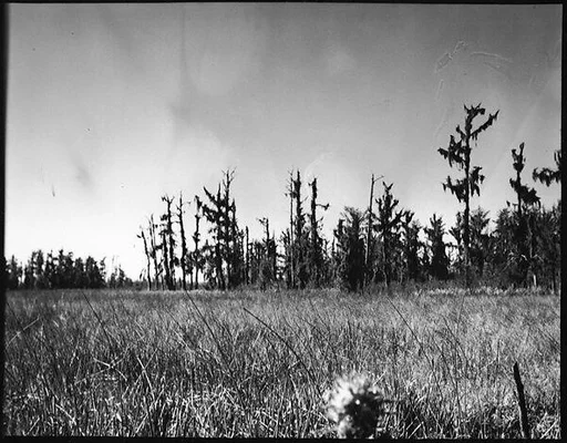 [Trees, Near Belle Grove Plantation, White Castle, Louisiana]