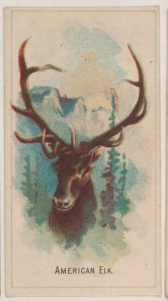 American Elk, collector card from the Animal Pictures series (D8), issued by the Weber Baking Company to promote Onist Milk and Pullman Bread — Weber Baking Company